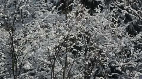 Thaw 動画素材 10770038