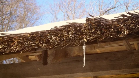 Thaw in spring. Water drips from thatched roof Stock Footage 88107680