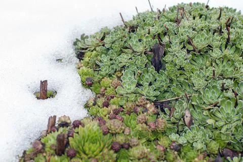 Thawed patch with evergreen Sempervivum succulents Stock-Fotos