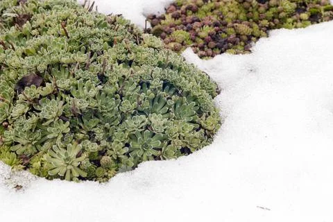 Thawed patch with evergreen Sempervivum succulents among spring snow Stock Photos