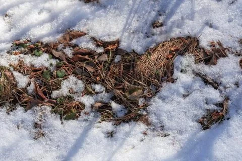 Thawed patch in snow with grass and dry leaves in early spring Stock Photos