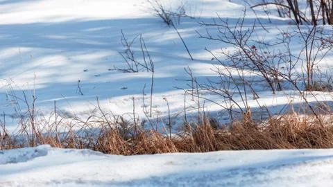 Thawed patch in snow with grass  in early spring Stock Photos