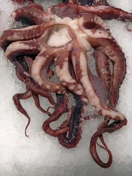 Thawed squid tentacles displayed over ice in a supermarket fish department,.. Stock Photos