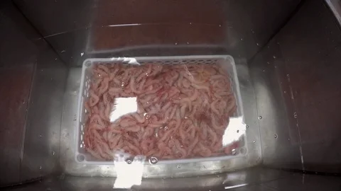 Thawing seafood Stock-Footage 90701932