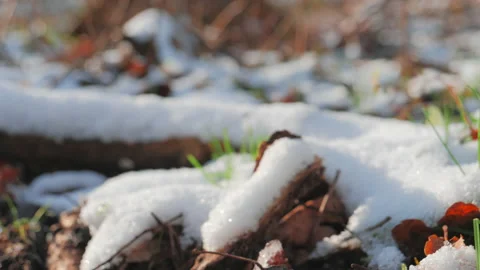Thawing snow on the green grass in the spring forest Stock Footage 85963747