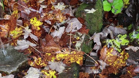 Thawing water flow between stones and  dry leaves Stock Footage 149816253