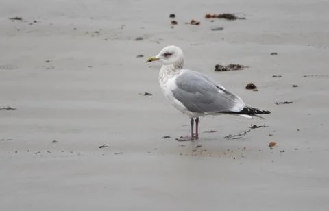 Thayer's Gull, Larus thayeri Foto stock
