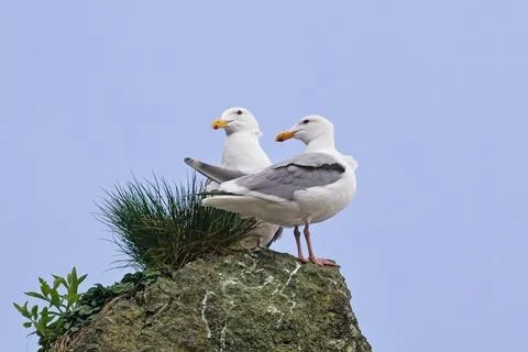 Thayer's gulls looking the other way on a rock. Stock Photos