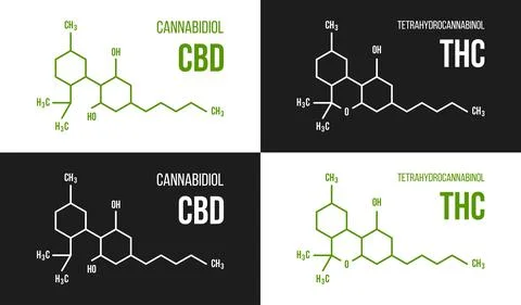 THC and CBD molecular structure illustrations set. Cannabinol and Stock Illustration