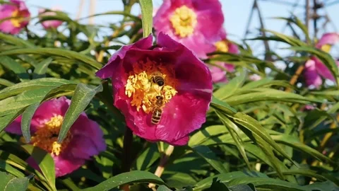 The_bees Stock Footage 131819992