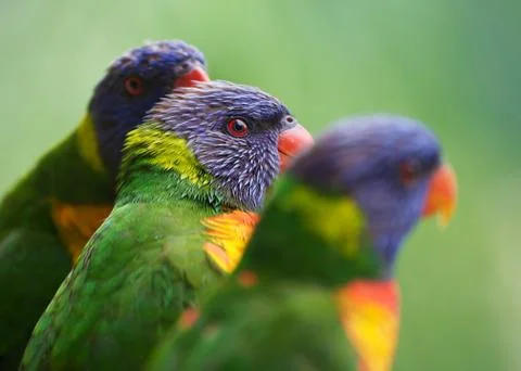 Thee lorikeets Stock Photos
