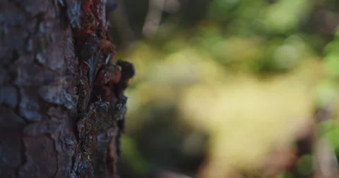 Thee trunk bark fucus pull to the green soil Stockbeeldmateriaal 130972504