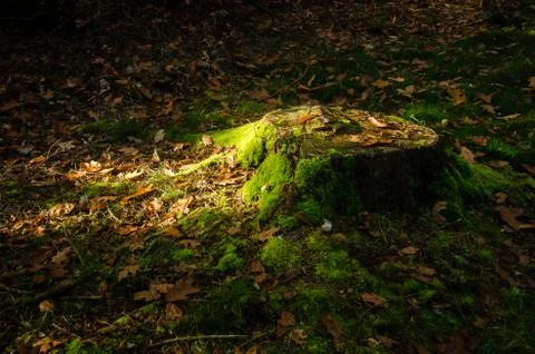 Thee trunk in the forrest Stock Photos