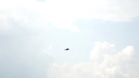 TheEagle Flying In The Sky Video stock 95779593