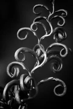Thefern Stock Photos