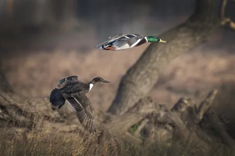 On their way back Foto stock
