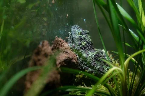 Theloderma corticale Vietnamese mossy frog on moss, Mossy tree frog on leav.. Stock Photos