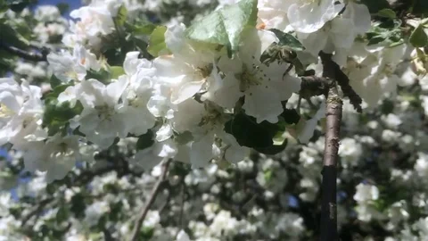 The theme bees Stock Footage 76905973
