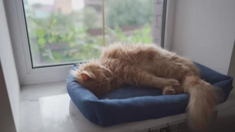Theme cat bed or soft pet bed for pets. Sleeping place for cat. Fluffy cat lying Stock Footage 295722309