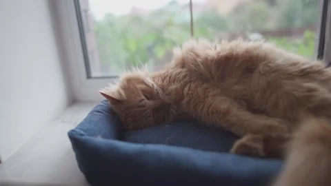 Theme cat bed or soft pet bed for pets. Sleeping place for cat. Fluffy cat lying Stock-Footage 324121349