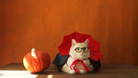 Theme Halloween. Cat in a vampire costume and glasses, orange background Stock Footage 249936489