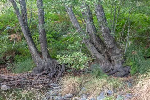 Theme river, weird trunks trees Stock Photos