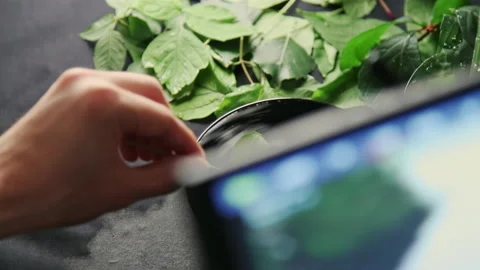 Theme shooting of green leaves in clean water in studio Stock Footage 231215213
