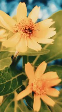 Theme &amp; wallpapers flouwers 写真素材