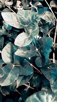 Theme &amp; wallpapers nature 写真素材