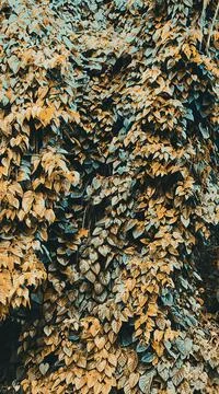 Theme &amp; wallpapers summer nature 写真素材