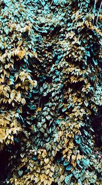 Theme &amp; wallpapers summer nature 写真素材