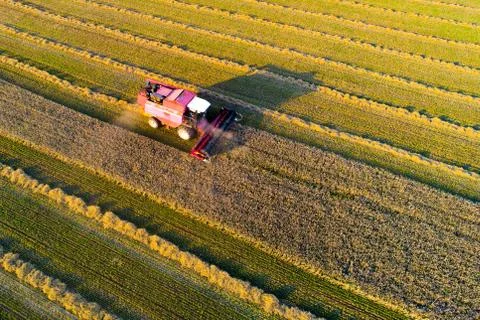 Theme of wheat harvesting Foto stock