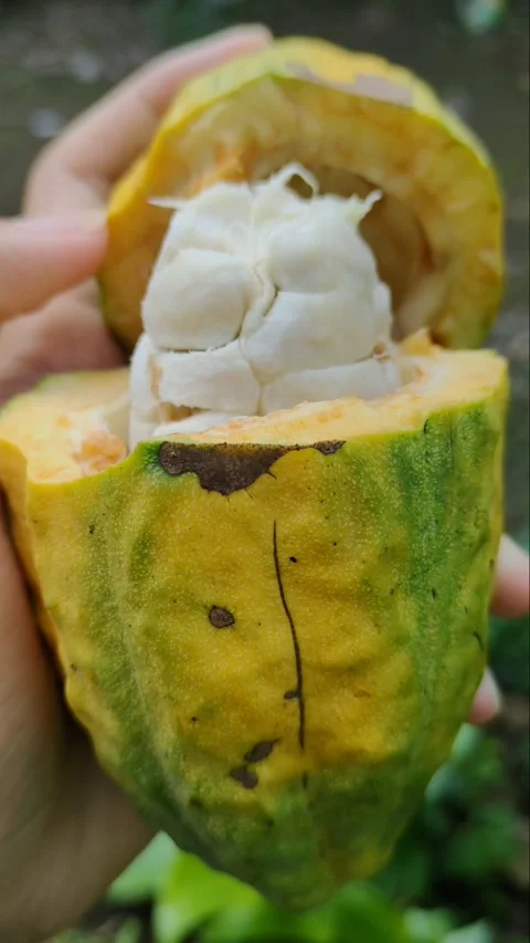 Theobroma cacao Stock Footage 221927272