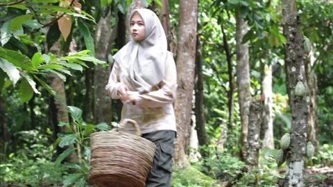 Theobroma cacao Stock-Footage 287310483