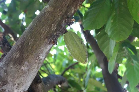 Theobroma cacao tree Foto stock