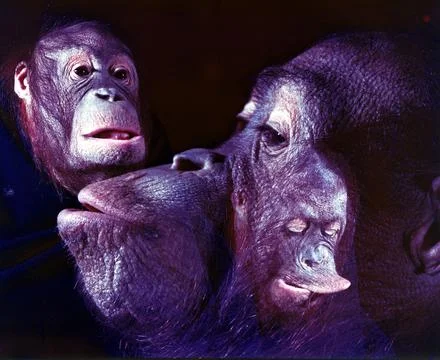 Theory Of Evolution Stock Photos
