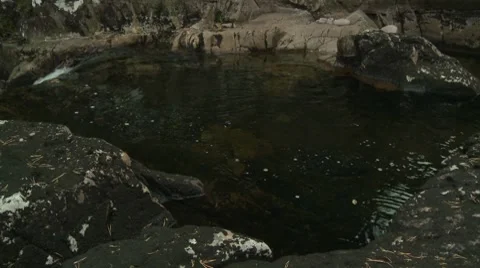 ThePond Video stock 8570378