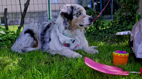 Therapy dog takes a break between intervention sessions Stock Footage 153053368