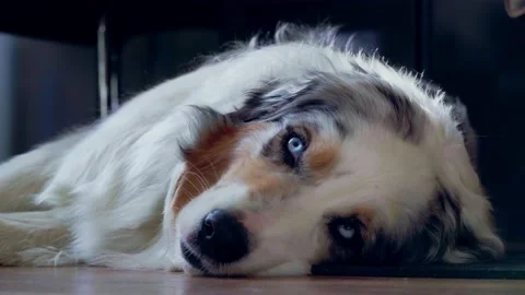 Therapy dog wakes up for next intervention session Stock Footage 152915558