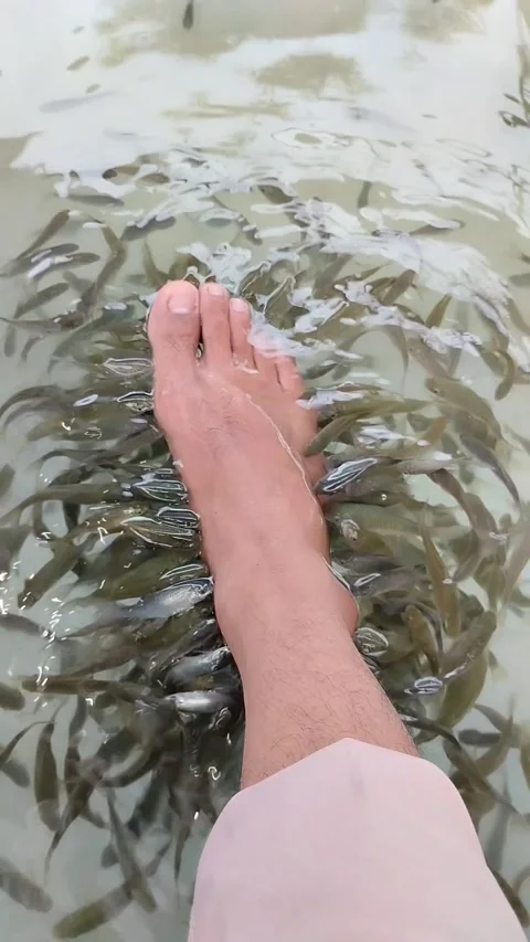 Therapy fish Stock Footage 291255677