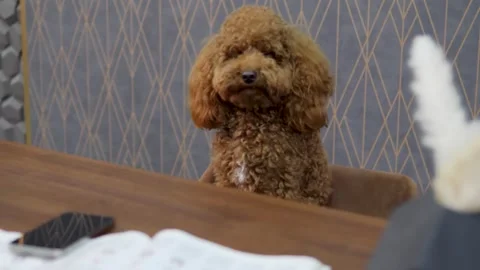 There is an adorable dog sitting behind the reception desk. Stock Footage 302890293