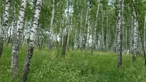 There are beautiful birches in the forest Stock Footage 311422411