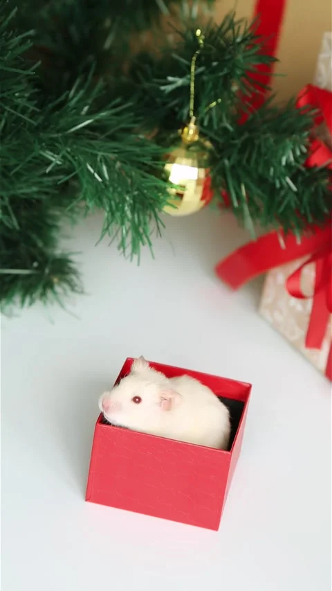 There are boxes of gifts under the Christmas tree The palm opens a small red box Stock Footage 243375590