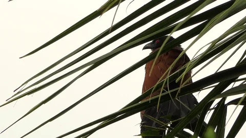 There are centropus sinensis bird on the branches coconut atmosphere with rain. 動画素材 93067867