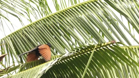 There are centropus sinensis bird on the branches coconut atmosphere with rain. 動画素材 93068196