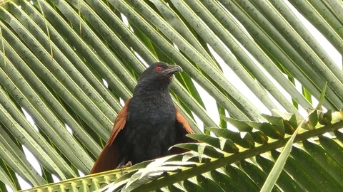 There are centropus sinensis bird on the branches coconut atmosphere with rain. 動画素材 93068333