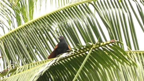 There are centropus sinensis bird on the branches coconut atmosphere with rain. Stock Footage 93068380