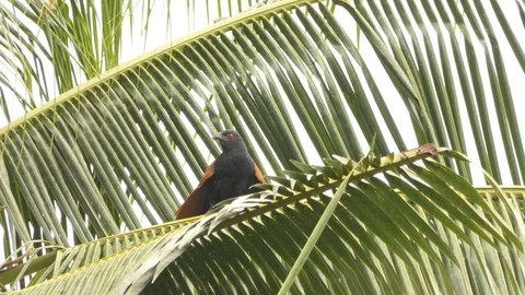 There are centropus sinensis bird on the branches coconut atmosphere with rain. Stock Footage 93071023