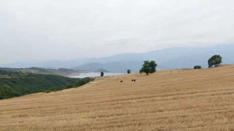 There are cows in the yellow fields 2 Video stock 331741807