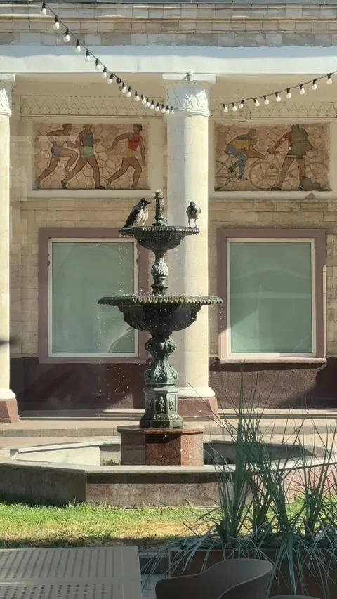 There are crows on the fountain curious common pigeon walking on a building in Stock Footage 318072140